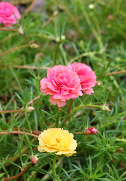 istock beautiful common purslane flower 1159137166