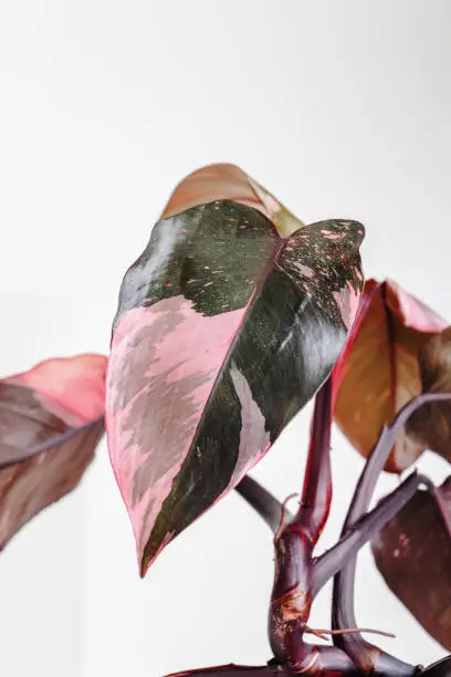 Pholodendron Pink Princess leaves on a white background, creative tropical plant concept, Philodendron Erubescens or Pink Princess