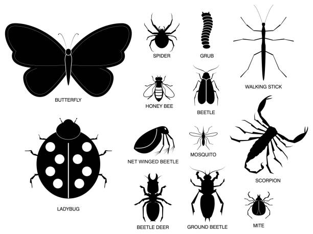 ilustrações, clipart, desenhos animados e ícones de jogo do vário inseto na silhueta, com nome do inseto. - comida de pub