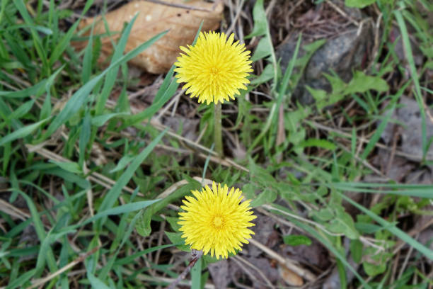 istock The first spring sunny flowers dandelions in the grass 1159139397
