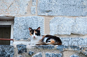 Street Cat in Pyrgi the village of Chios, island of Greece