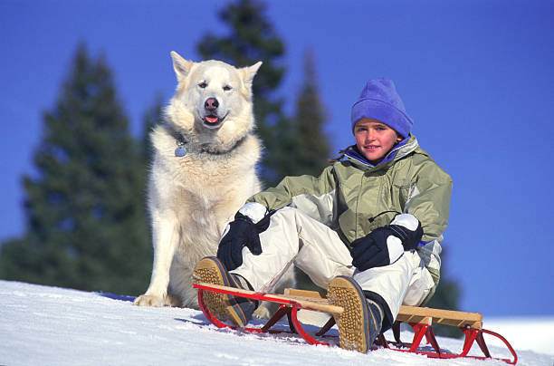 Full length profile shot of a little girl sitting on a sleigh isolated on white background