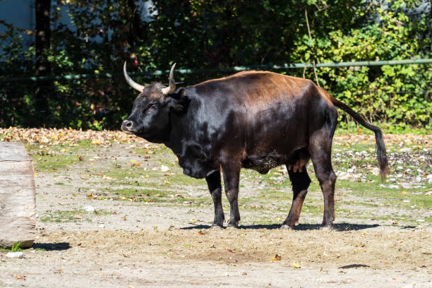 istock Heck cattle, Bos primigenius taurus or aurochs in the zoo 1159142484