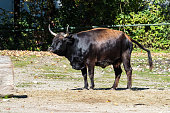 Heck cattle, Bos primigenius taurus or aurochs in the zoo