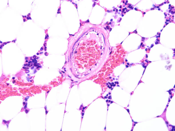 istock histology of human tissue 1159143410