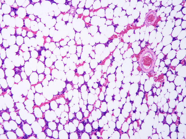 istock histology of human tissue 1159143747