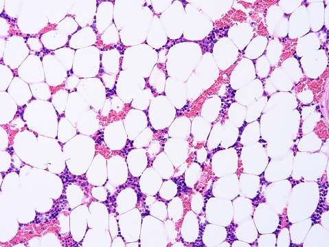 Histologi Jaringan Manusia Foto Stok Biology Diagrams