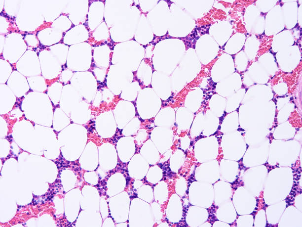 istock histology of human tissue 1159143957