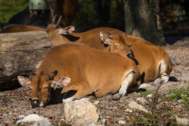 istock Banteng, Bos javanicus or Red Bull is a type of wild cattle. 1159144888