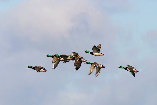 Mallard ducks flying in the sky