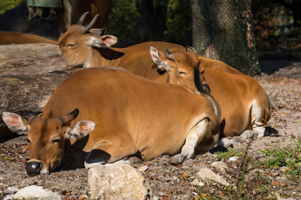 istock Banteng, Bos javanicus or Red Bull is a type of wild cattle. 1159145144