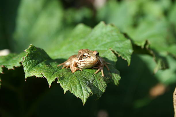 frog leaf 2 stock photo
