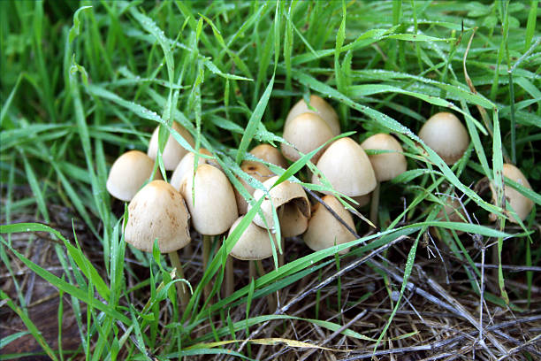 mushrooms stock photo