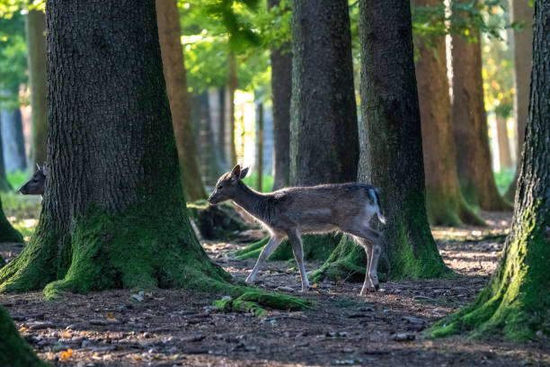 istock The fallow deer, Dama dama is a ruminant mammal 1159146102