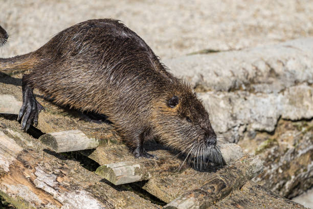 istock Coypu, Myocastor coypus, also known as river rat or nutria 1159147188