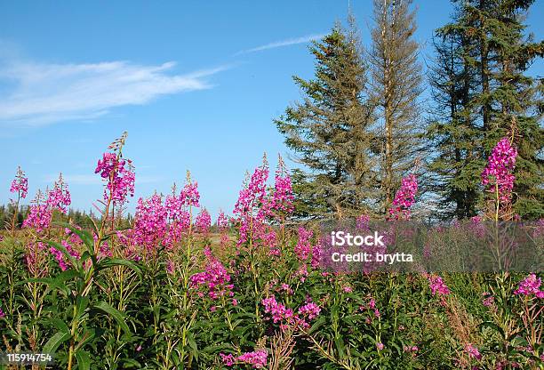 Photo libre de droit de Laurier De Saintantoine banque d'images et plus d'images libres de droit de Alaska - État américain - Alaska - État américain, Fleur sauvage, Amérique du Nord