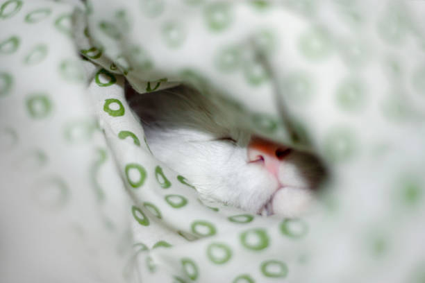 istock The cat is sleeping in a blanket. Winter is coming. 1159148251