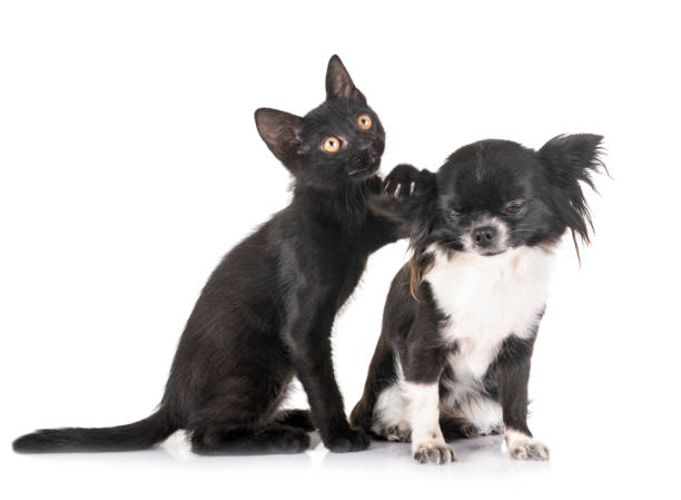 istock black kitten and chihuahua 1159148264