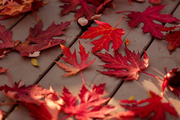 Autumn colors. Red maple leaves on gray wooden background. Selective focus. Blur effect.