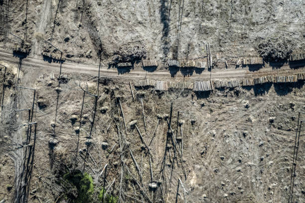 desmatamento terrível, exploração madeireira, destruição ambiental, vista aérea de poland - landscape aerial view lumber industry agriculture - fotografias e filmes do acervo