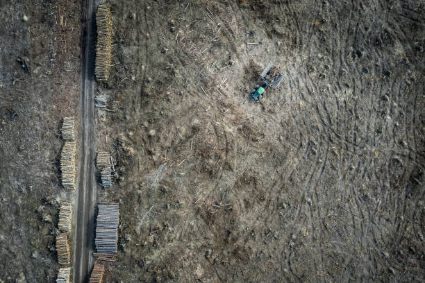 衝撃的な森林破壊、破壊された森林、上からの眺め - landscape aerial view lumber industry agriculture ストックフォトと画像