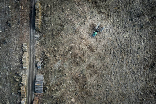 шокирующая вырубка лесов, разрушенный лес, вид сверху - landscape aerial view lumber industry agriculture стоковые фото и изображения