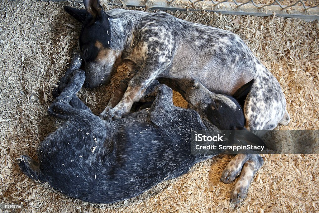 Dormir amigos - Royalty-free Cachorrinho Foto de stock