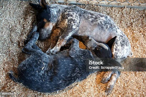 Dormir Amigos - Fotografias de stock e mais imagens de Cachorrinho - Cachorrinho, Cão pastor australiano - Raça pura, Amizade