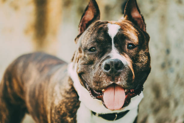 Close-Up Portrait Of Dog  american staffordshire terrier stock pictures, royalty-free photos & images