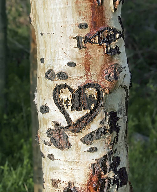 istock Heart Carved in a Tree 115915176