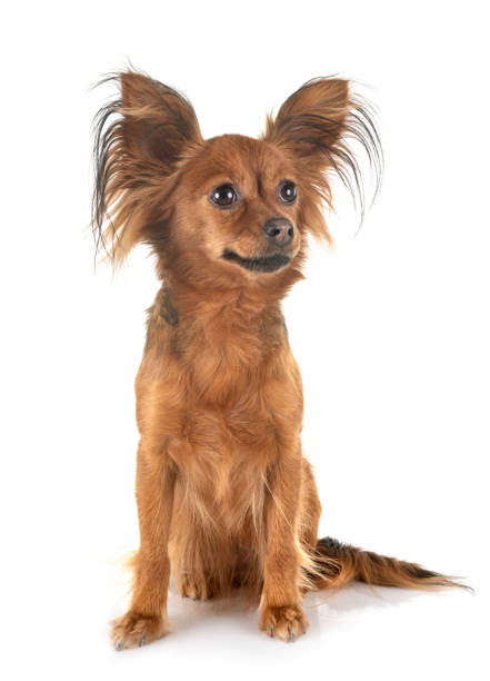 istock Toy Russkiy 1159152235