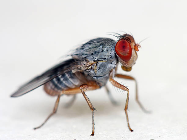 fruit fly - 01 - fly housefly ugliness unhygienic stock-fotos und bilder