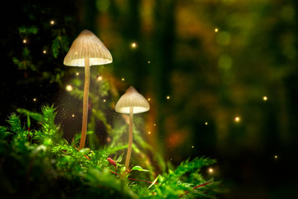 해질 녘숲의 이끼와 반딧불이에 있는 멋진 버섯 - moss fungus mushroom plant 뉴스 사진 이미지