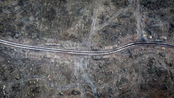 恐ろしい森林破壊森林の収穫、ポーランドの航空写真 - landscape aerial view lumber industry agriculture ストックフォトと画像