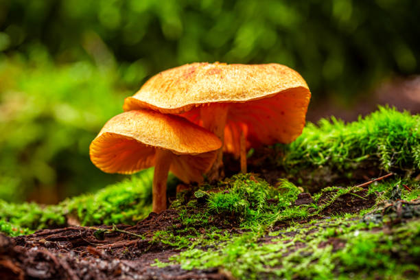 istock Wild mushrooms growing on green moss in summer 1159154304