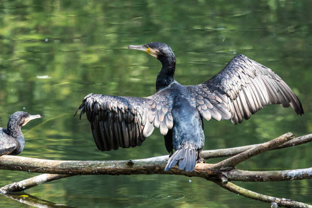istock The great cormorant, Phalacrocorax carbo drying his feathers. 1159155188