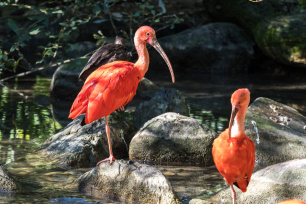ibis escarlate, eudocimus ruber. animal dos animais selvagens no jardim zoológico - íbis escarlate - fotografias e filmes do acervo
