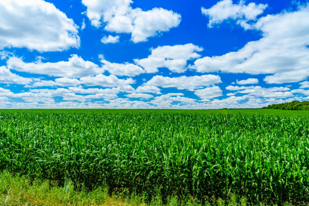 Field of young green corn on summer