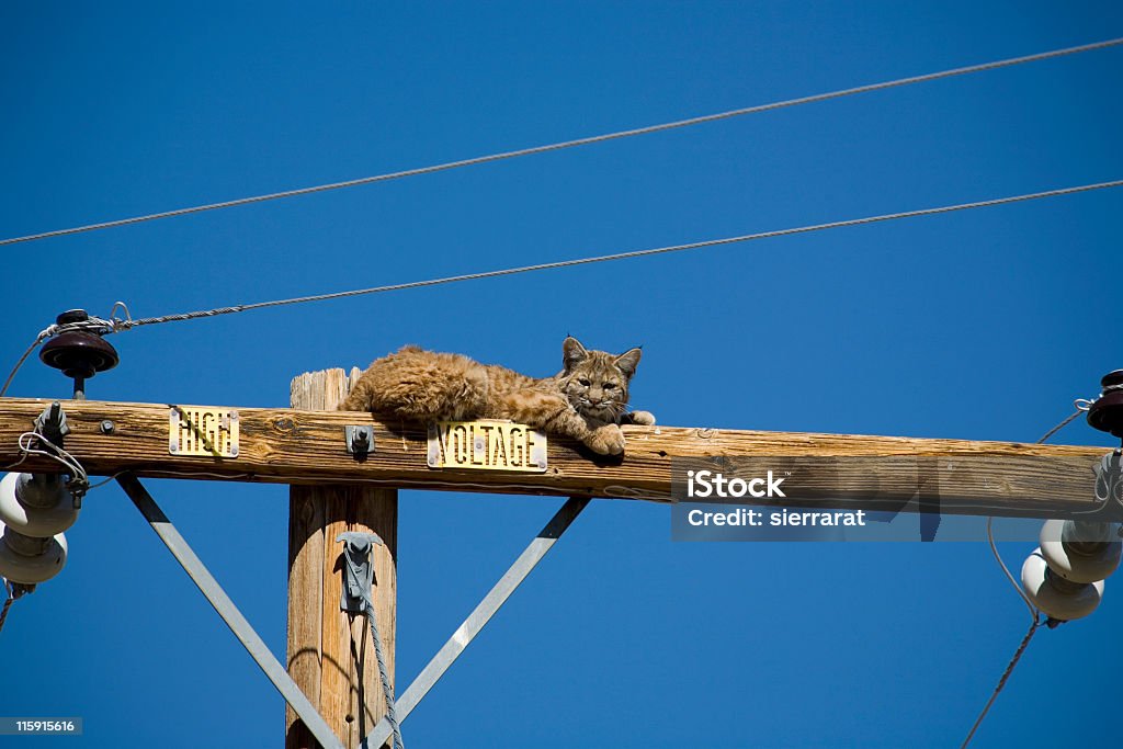 Bobcat sur une perche - Photo de Félin libre de droits