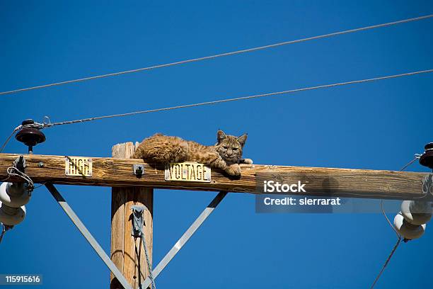 보브캣 한 장대 송전선에 대한 스톡 사진 및 기타 이미지 - 송전선, 야생고양이-고양잇과, 0명