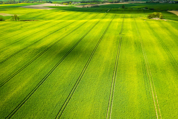 istock Blooming yellow rape fields, aerial view of Poland 1159156549