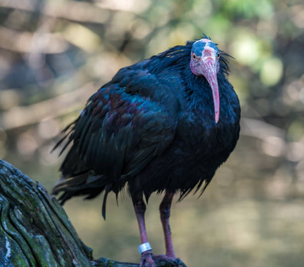 istock Northern Bald ibis, Geronticus eremita in the zoo 1159156600