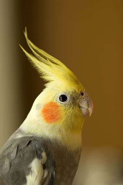 istock Profile Portrait of Cockatiel 115915745