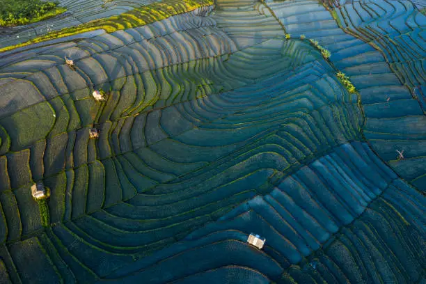 Aerial view of freshly watered rice paddy fields in Bali while the sun rises in the morning and starts lightening up the cultivated field.