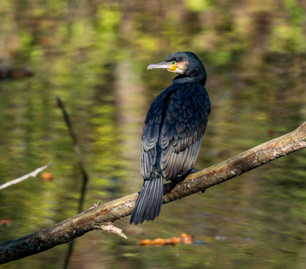 istock The great cormorant, Phalacrocorax carbo drying his feathers. 1159157847