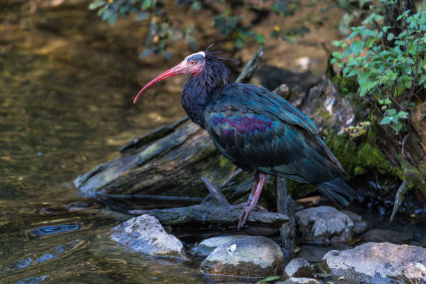 istock Northern Bald ibis, Geronticus eremita in the zoo 1159157948