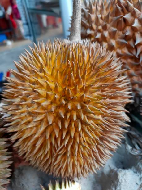 istock delicious durian ready to eat 1159158103