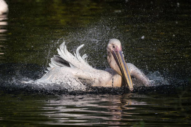 istock Great White Pelican, Pelecanus onocrotalus in the zoo 1159158120
