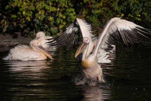 istock Great White Pelican, Pelecanus onocrotalus in the zoo 1159158197