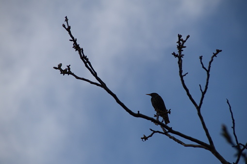 Common Starling on a branch of walnut, Sturnus vulgaris